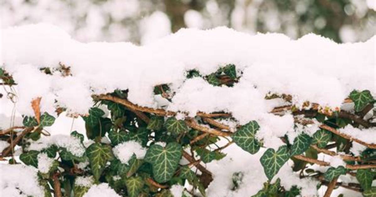 Does Ivy Survive Winter