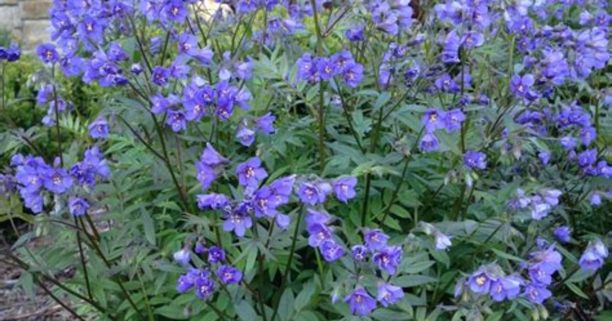 Does Jacob's Ladder Plant Spread?