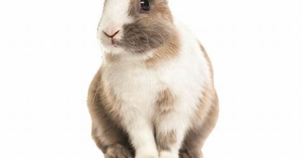 Does Jafra Test on Animals?