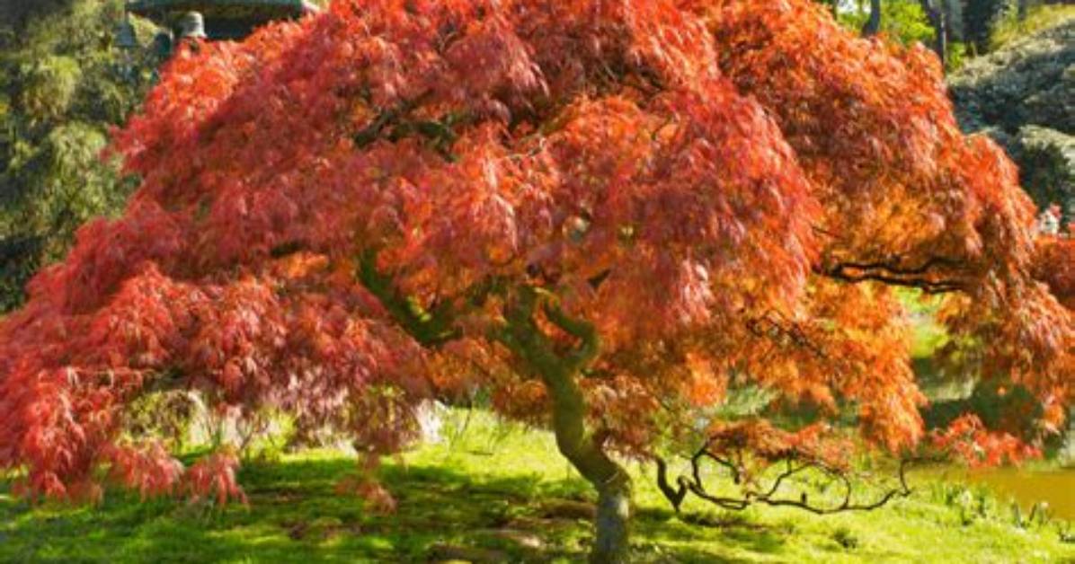 Does Japan Have Maple Trees