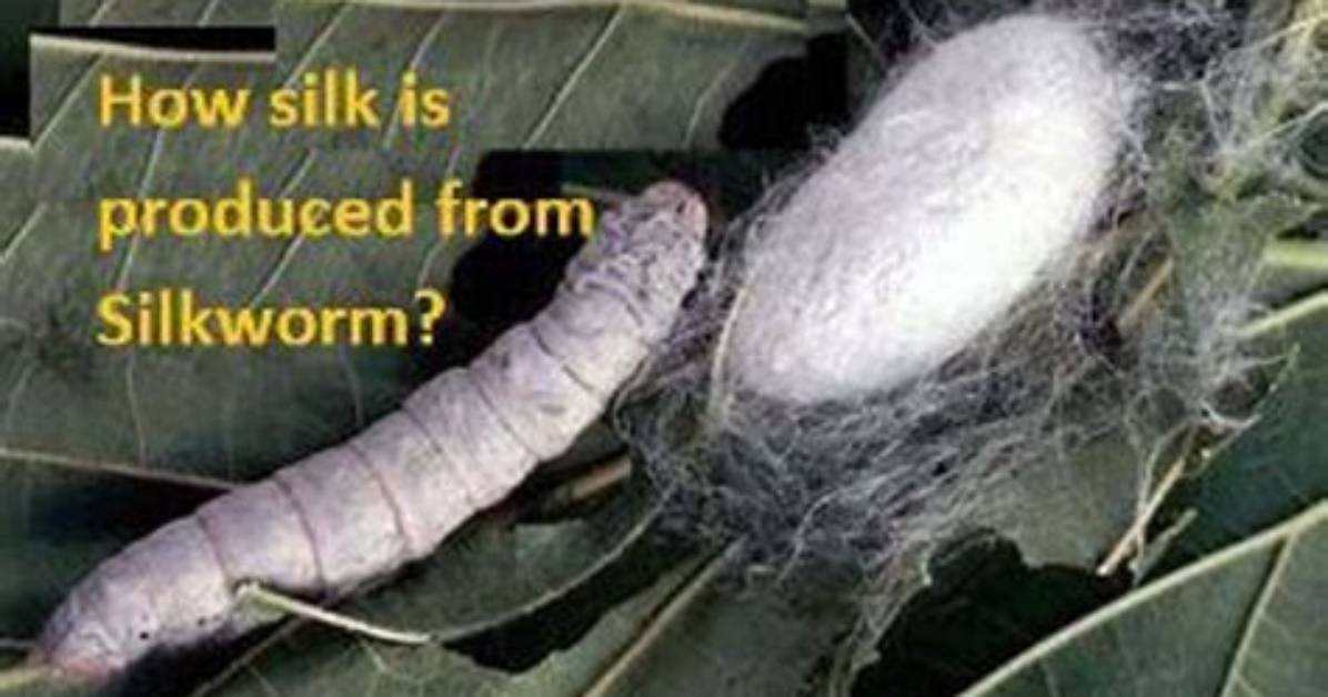 Does Japan Produce Silk? | Contextresponse. Com