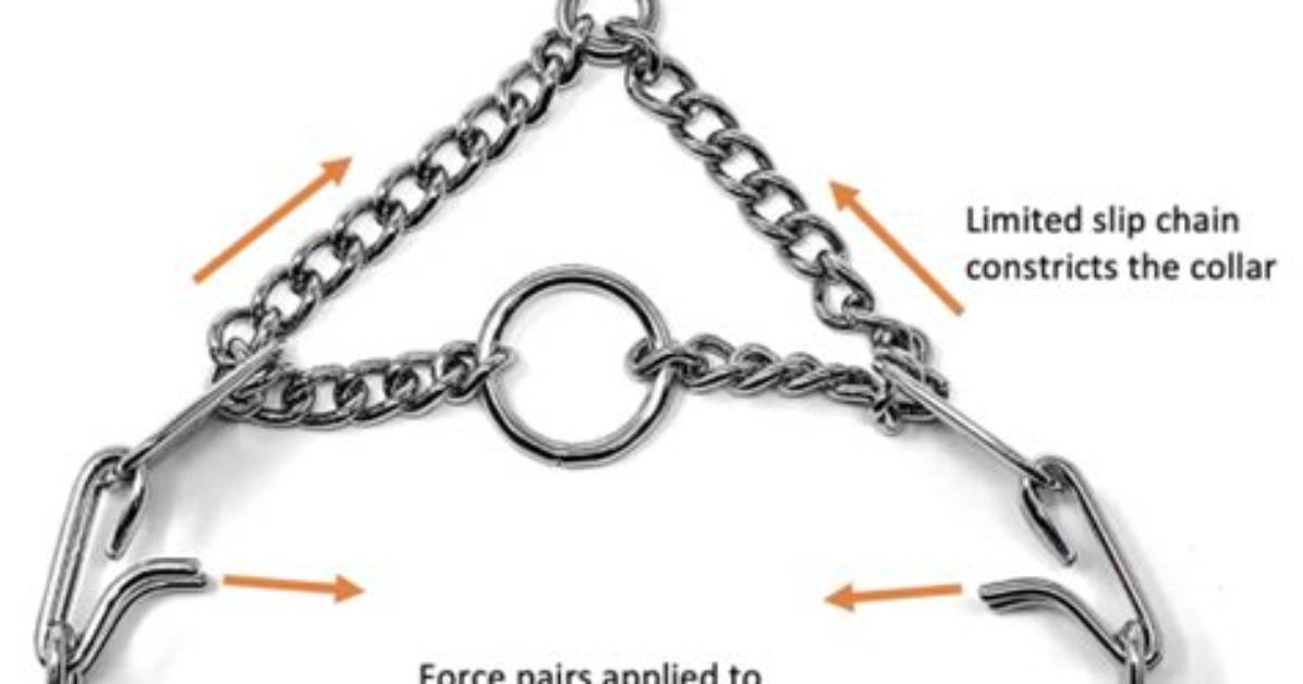 Does Jas Leverette Use Prong Collars?