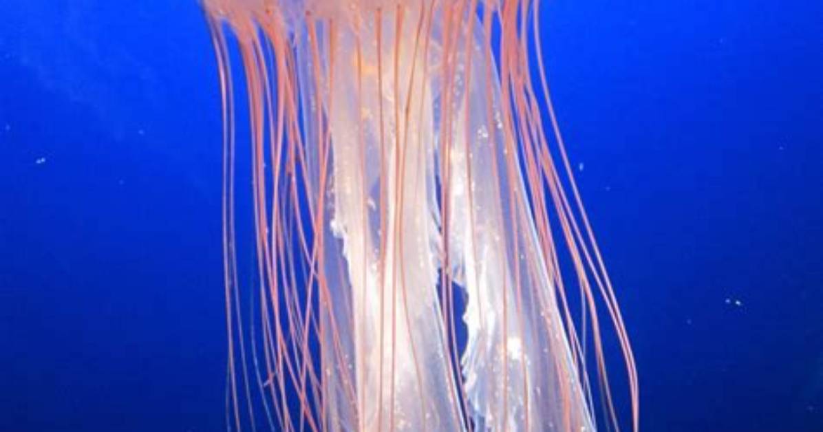 Does Jellyfish Have Brains?