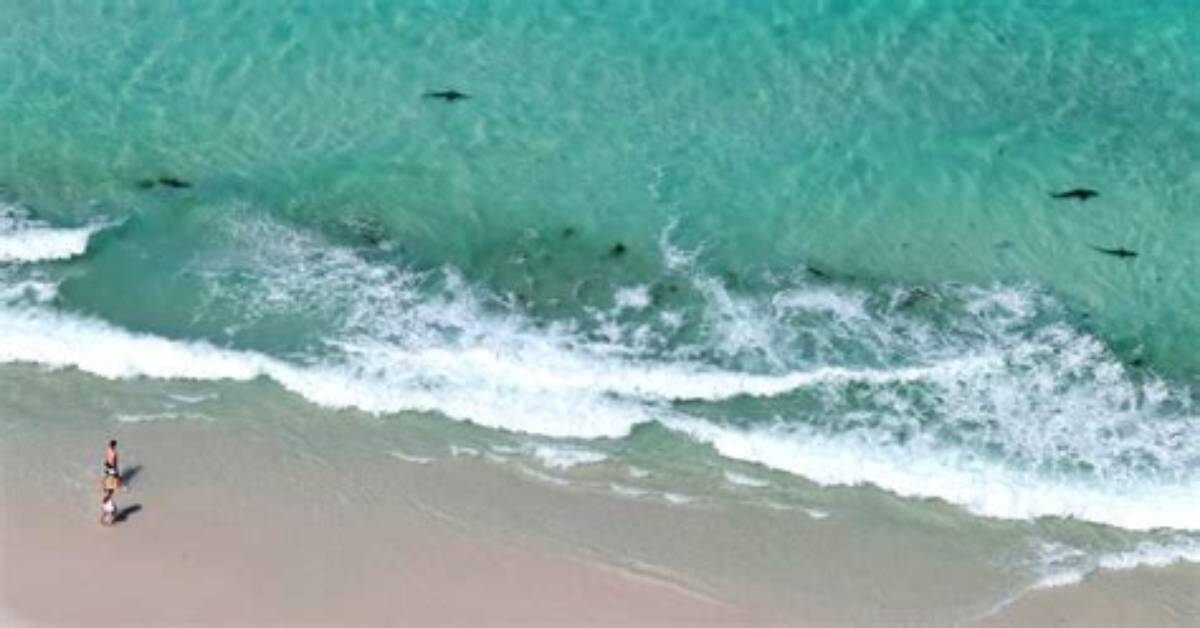 Does Jervis Bay Have Sharks?
