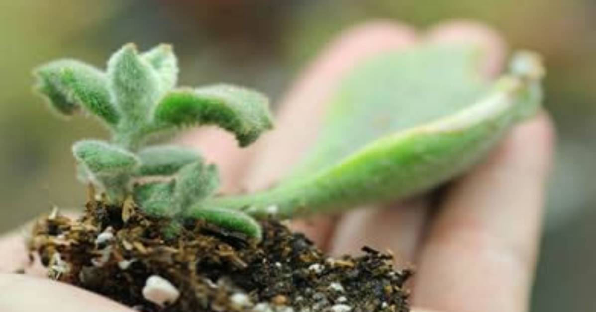 Does Kalanchoe Multiply