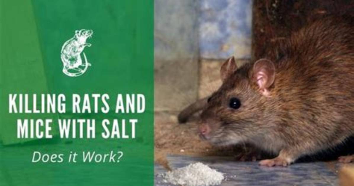 Does Killing Rats Count as a Kill in Dishonored?