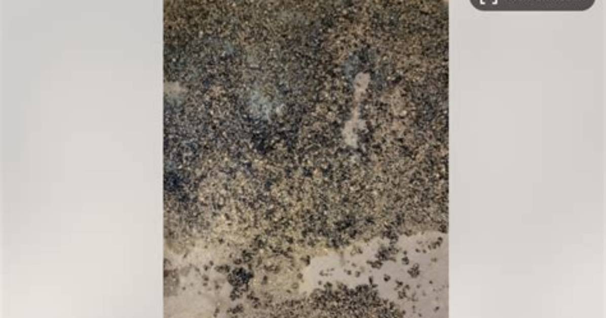 Does Kitty Litter Absorb Gasoline?
