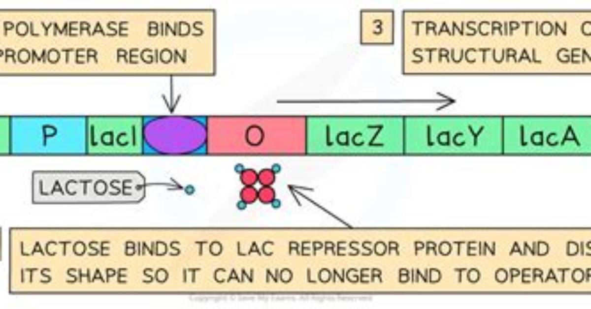 Does Lactose Bind to Laci