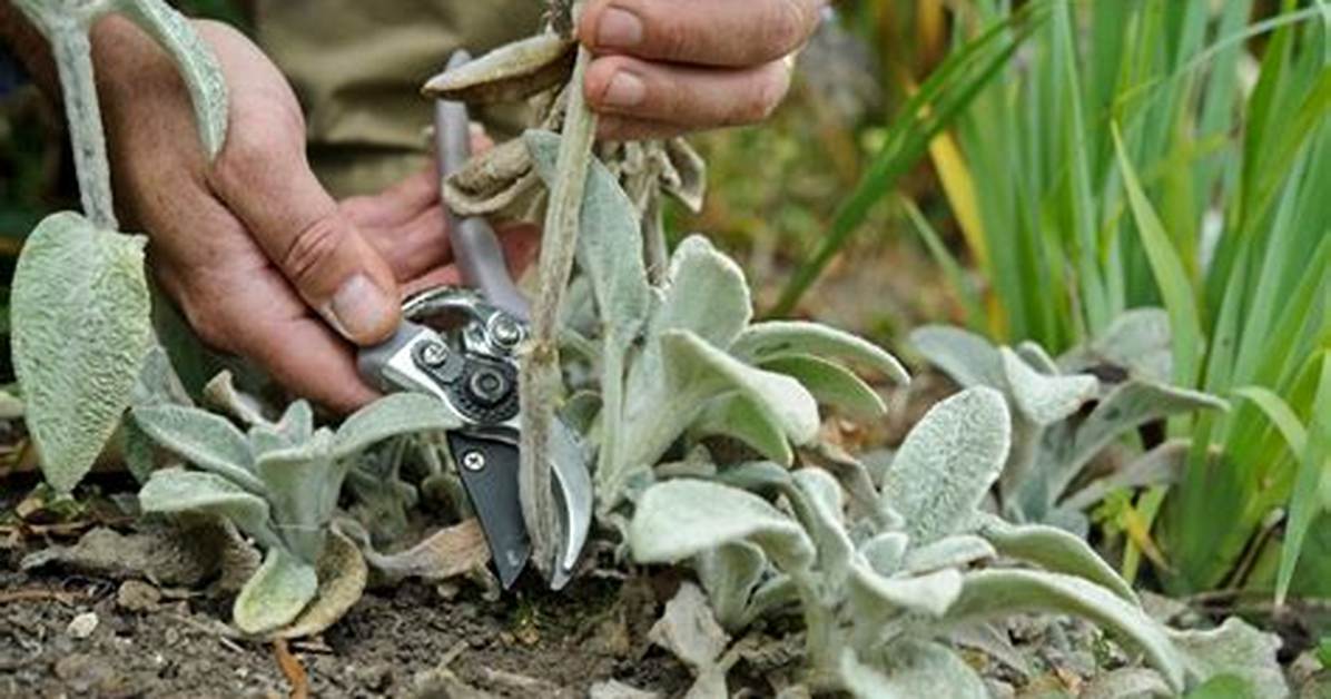 Does Lambs Ear Grow Tall