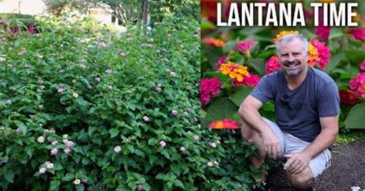 Does Lantana Grow Fast
