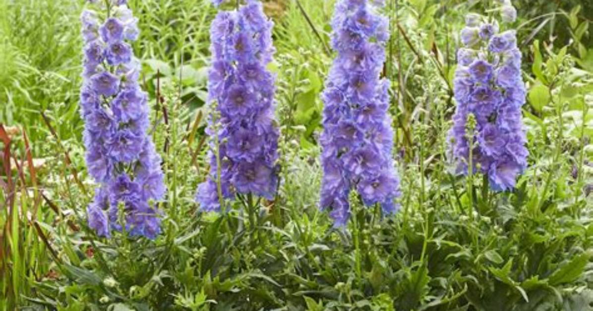 Does Larkspur Need Full Sun