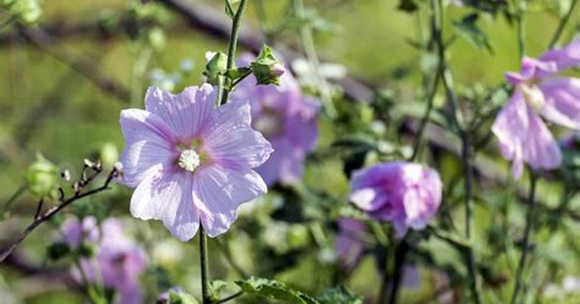 Does Lavatera Need Pruning