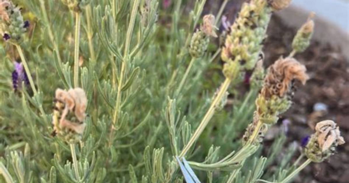 Does Lavender Need Deadheading?