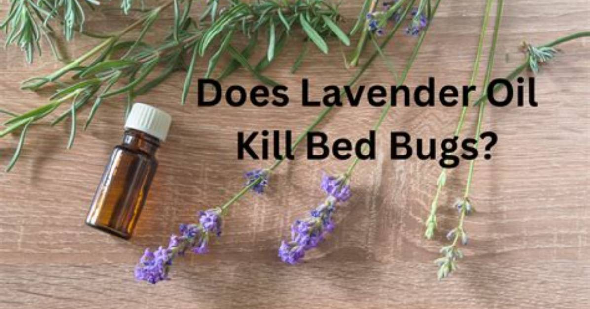 Does Lavender Oil Kill Mold