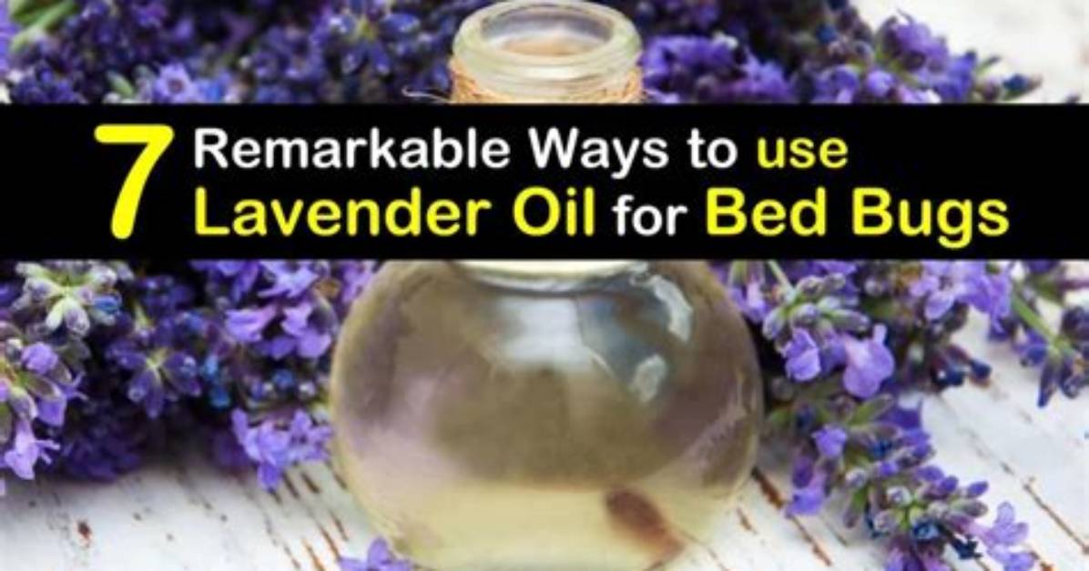 Does Lavender Oil Repel Bed Bugs