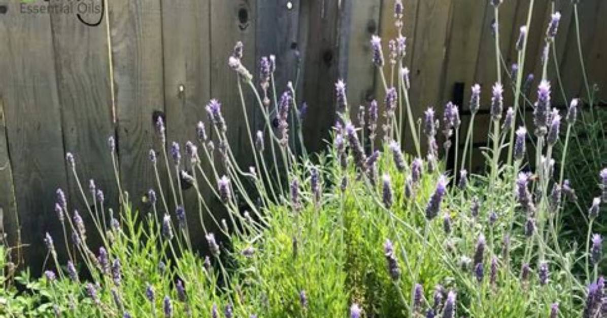 Does Lavender Stop Scorpions?