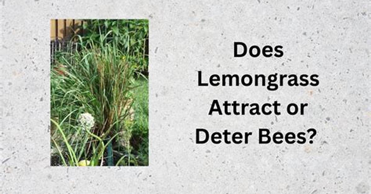 Does Lemongrass Attract Bees?