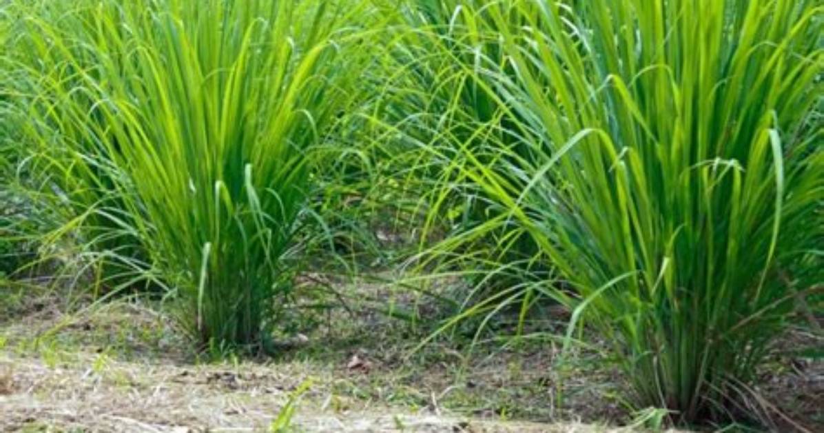 Does Lemongrass Come Back Every Year
