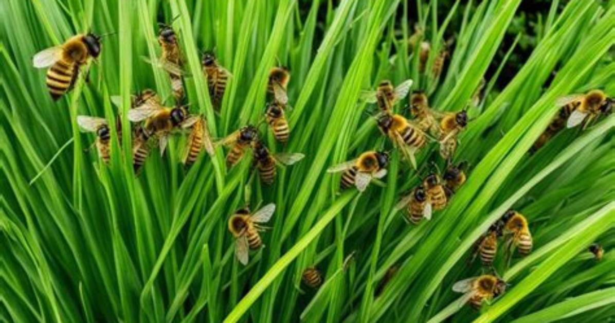 Does Lemongrass Kill Bees