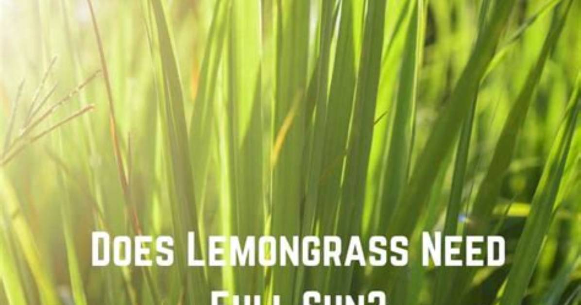 Does Lemongrass Need Full Sun