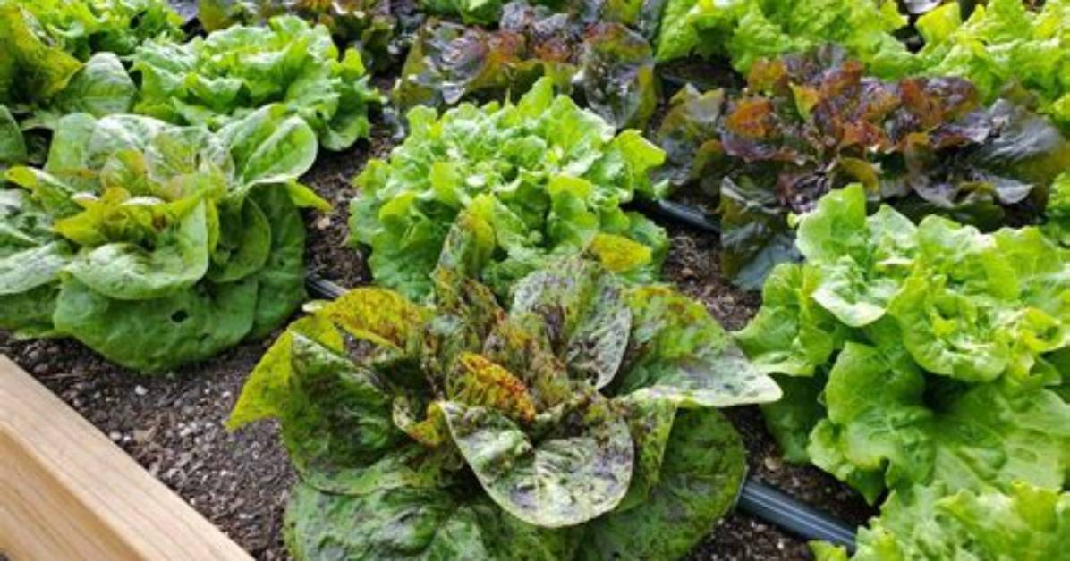 Does Lettuce Grow on Trees?
