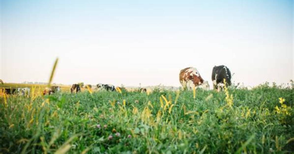 Does Ley Mean Pasture?