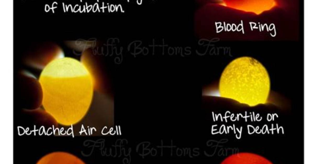 Does Light Affect Incubating Eggs?