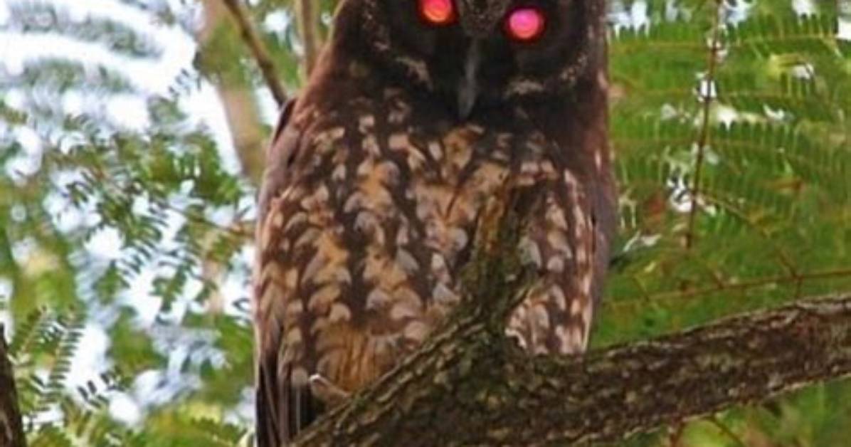 Does Light Hurt Owl Eyes?