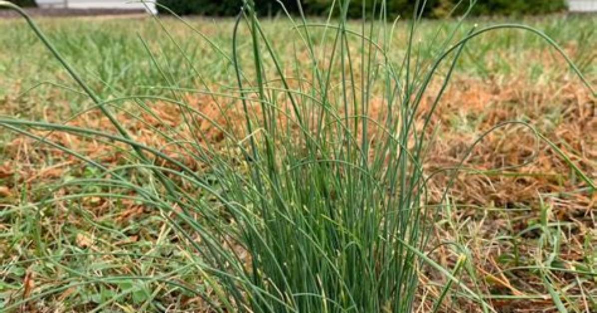 Does Lime Kill Onion Grass