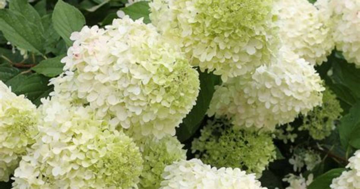 Does Limelight Hydrangea Like Sun?