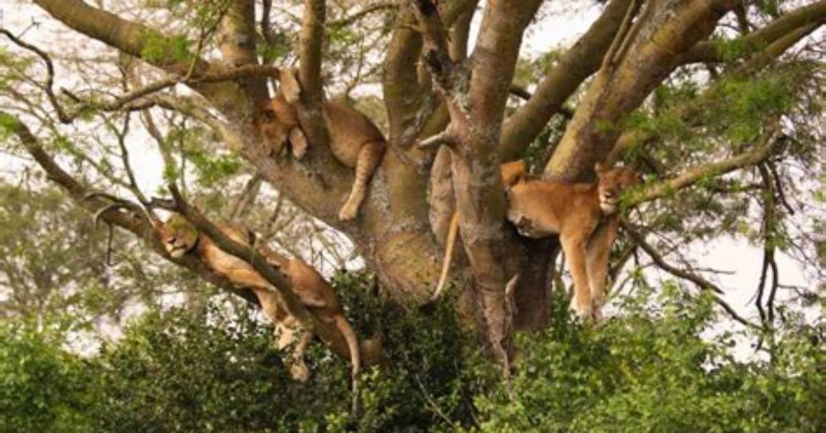 Does Lions Climb Trees?
