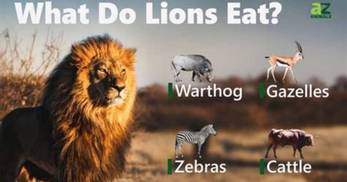 Does Lions Eat Carnivores?
