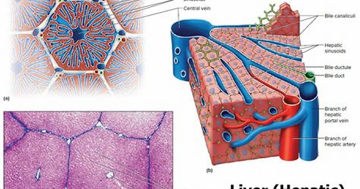 Does Liver Contain Lobules?