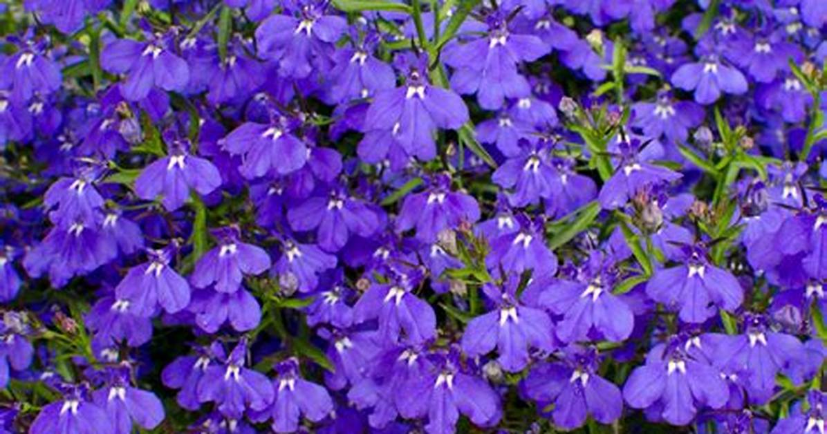 Does Lobelia Grow in Shade?
