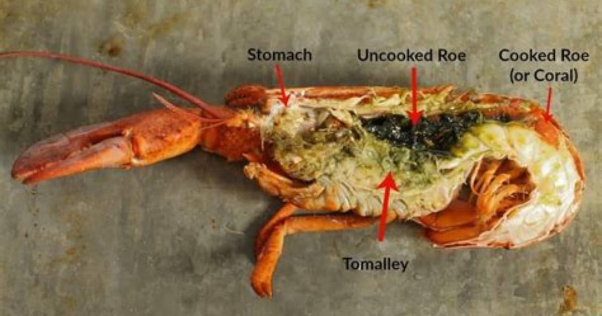 Does Lobster Have Poop