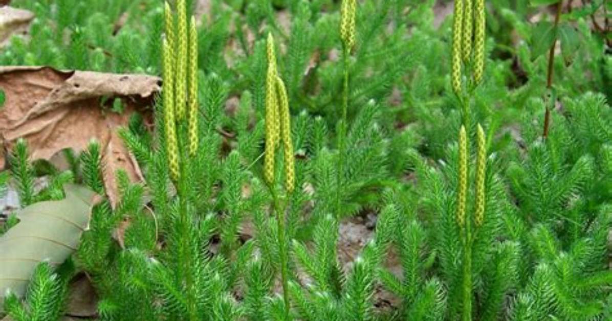 Does Lycopodium Clavatum Work?