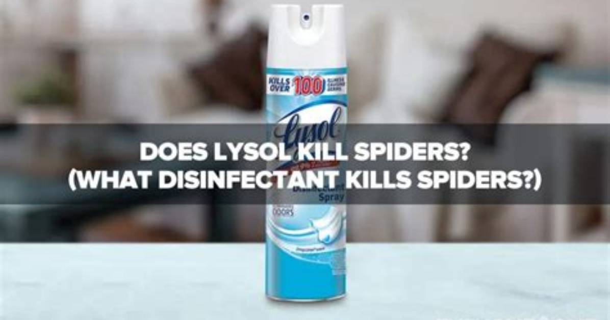 Does Lysol Kill Spiders?