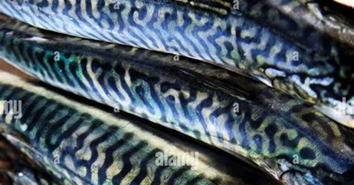 Does Mackerel Need Scaling