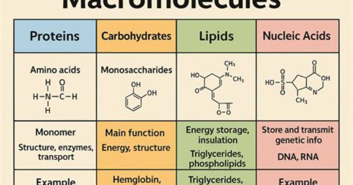 Does Macromolecule Store Energy?