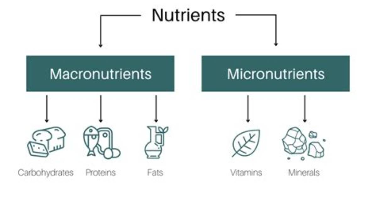 Does Macronutrients More Important Than Micronutrients?