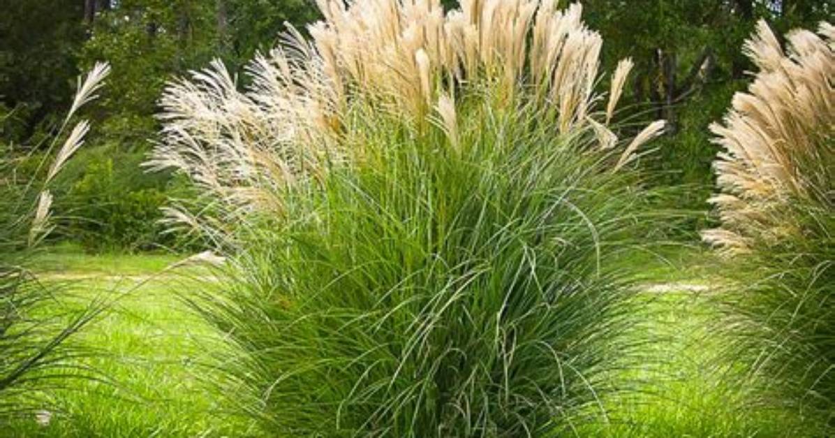 Does Maiden Grass Need Full Sun?