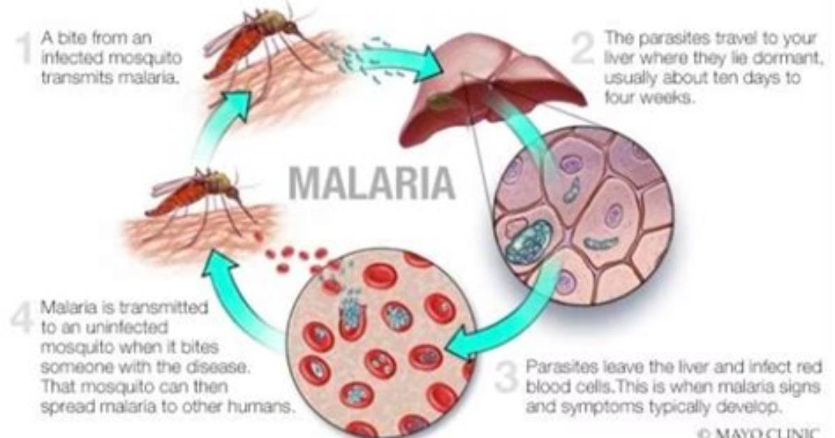 Does Malaria Have a Cure?