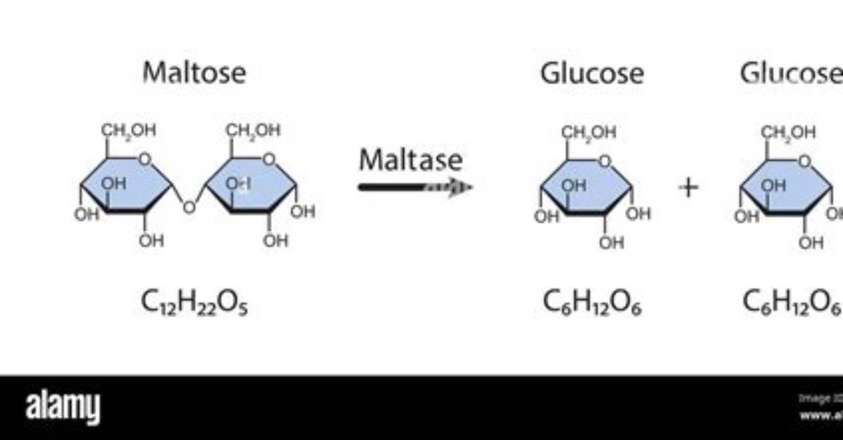 Does Maltase Act on Starch