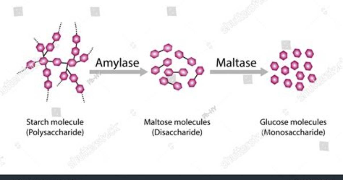 Does Maltase Break Down Starch