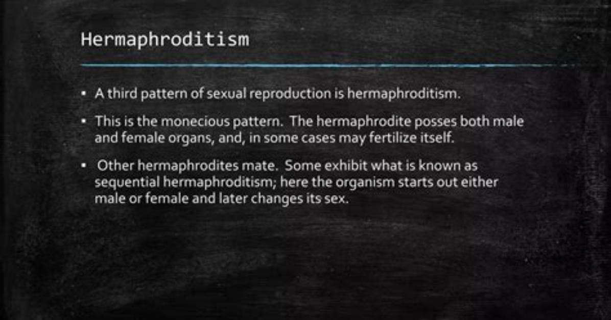 Does Man Exhibit Hermaphroditism?