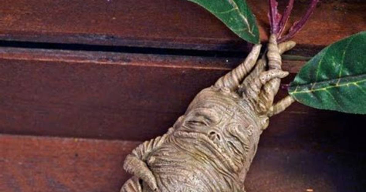 Does Mandrake Help Fertility?