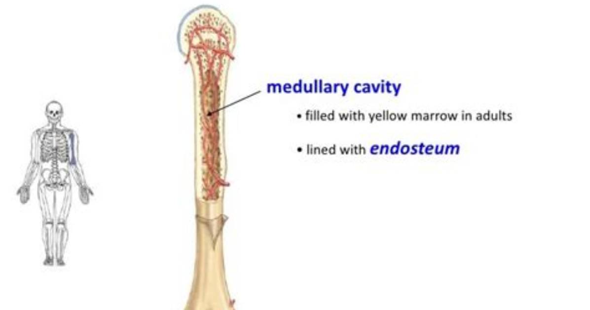 Does Medullary Cavity Have Bone?