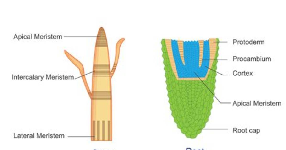 Does Meristematic Cells Differentiate?