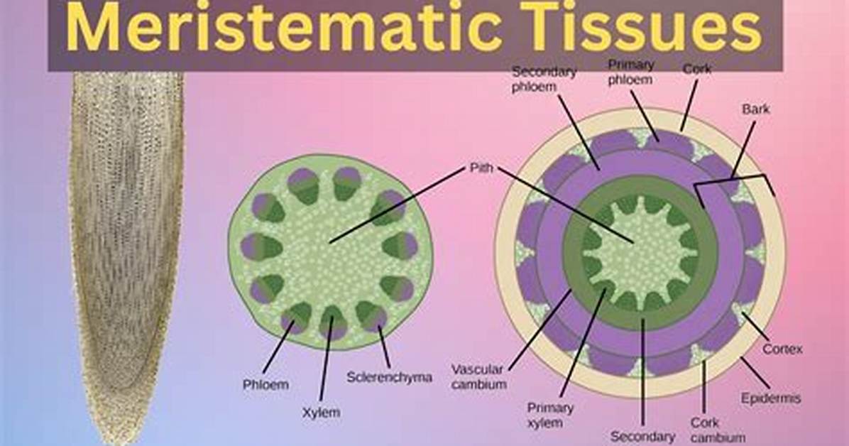 Does Meristematic Cells Have?
