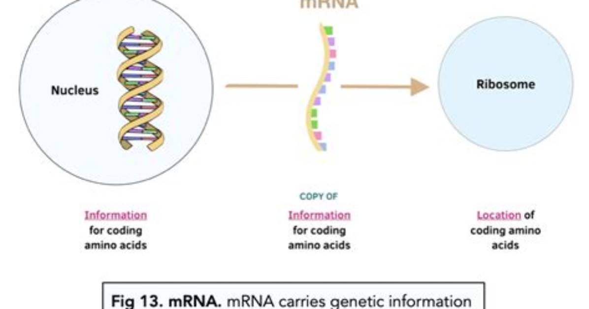 Does Messenger Rna Work?
